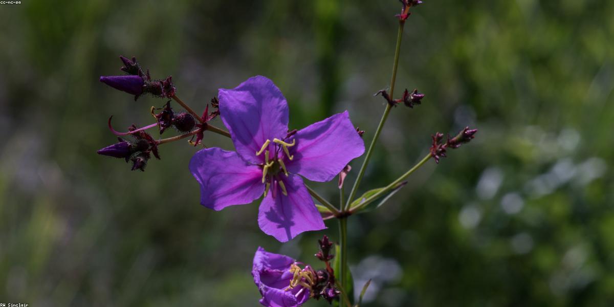 Native wild garden with blooming plants