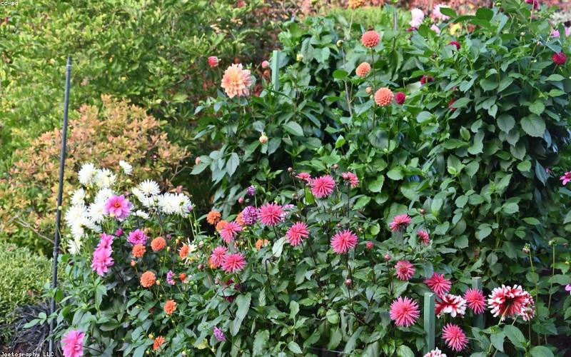 Landscaper planting native flowers in a residential garden